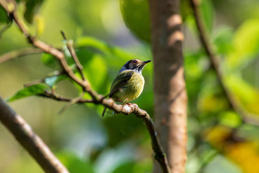 Nature Australia - A Partner in Conservation and Sustainability